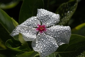 Natures Glitter